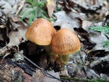 Cortinarius corrugatus image