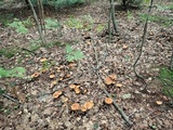 Cortinarius corrugatus image