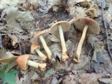 Cortinarius corrugatus image