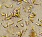 Rhizopogon brunneiniger image