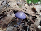 Cortinarius iodes image