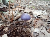 Cortinarius iodes image