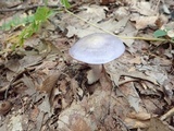 Cortinarius iodes image