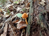 Entoloma quadratum image