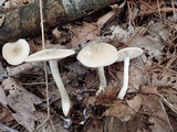 Entoloma rhodopolium image