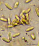 Rhizopogon brunneiniger image