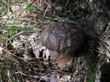 Calvatia craniiformis image
