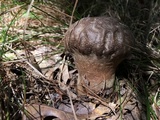 Calvatia craniiformis image