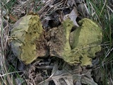 Calvatia craniiformis image