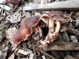 Gymnopus luxurians image