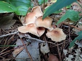 Gymnopus luxurians image