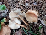 Gymnopus luxurians image