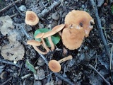 Hygrophoropsis aurantiaca image