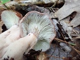 Hypomyces lateritius image