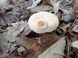 Lactarius chrysorrheus image