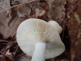 Lactarius chrysorrheus image