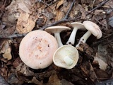 Lactarius chrysorrheus image