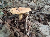 Lactifluus hygrophoroides image