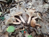 Lactarius quietus image