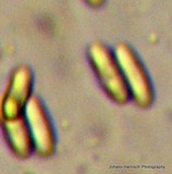 Rhizopogon brunneiniger image