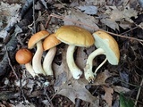 Leccinum longicurvipes image