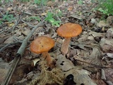 Leccinum longicurvipes image