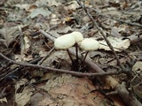 Marasmius delectans image