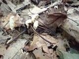 Marasmius delectans image