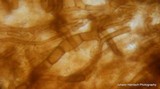 Rhizopogon brunneiniger image