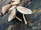 Pholiota polychroa image