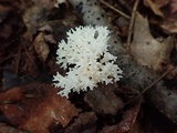 Ramariopsis kunzei image