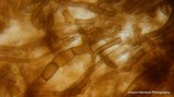 Rhizopogon brunneiniger image