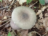 Russula variata image