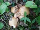 Suillus weaverae image