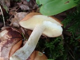 Suillus weaverae image