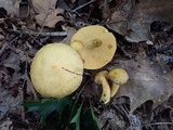 Suillus subaureus image