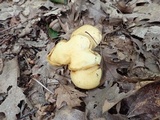 Suillus subaureus image