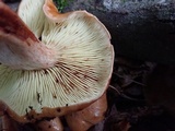 Tricholoma pessundatum image