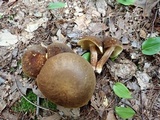 Xanthoconium affine image