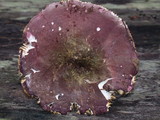 Russula olivacea image
