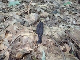 Xylaria longipes image