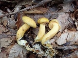 Suillus subaureus image