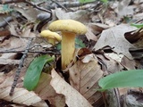 Suillus subaureus image