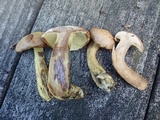 Suillus subaureus image