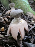 Geastrum pectinatum image