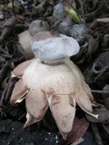 Geastrum pectinatum image
