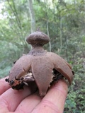 Geastrum pectinatum image
