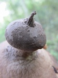 Geastrum pectinatum image