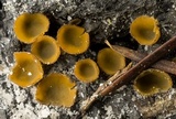 Ascorhizoctonia praecox image