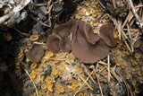 Ascorhizoctonia praecox image